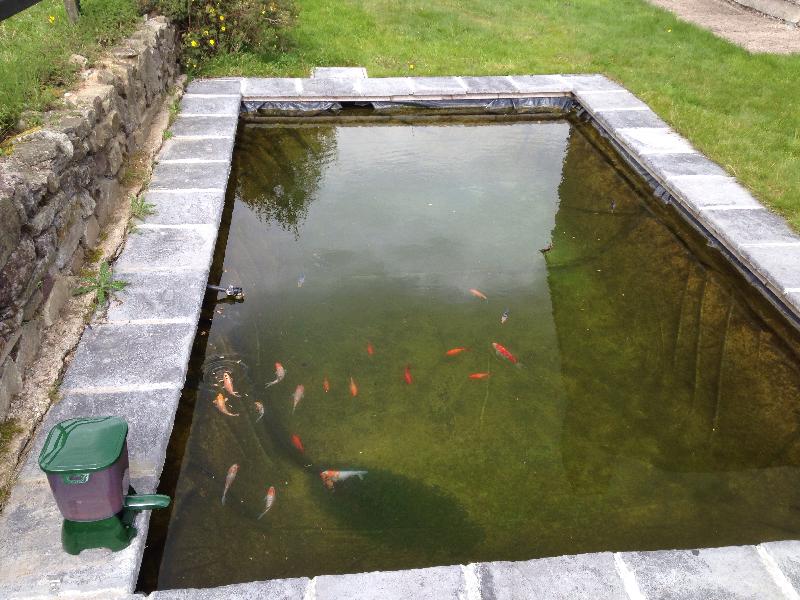 Happy koi.  :-)