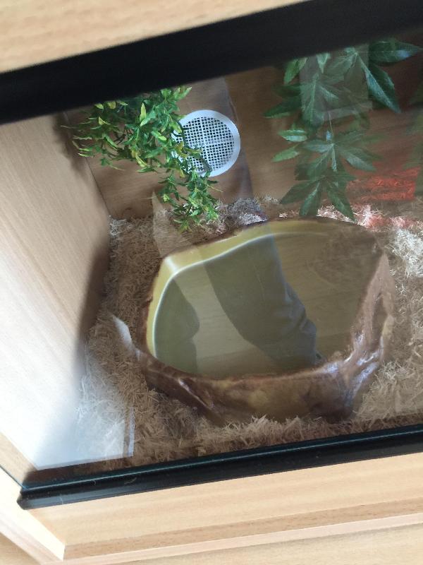 Snakes bath