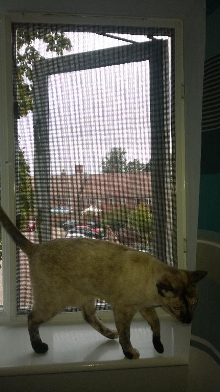 Window pet screen framed