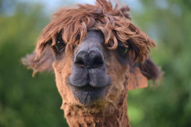 Alpaca Cottage