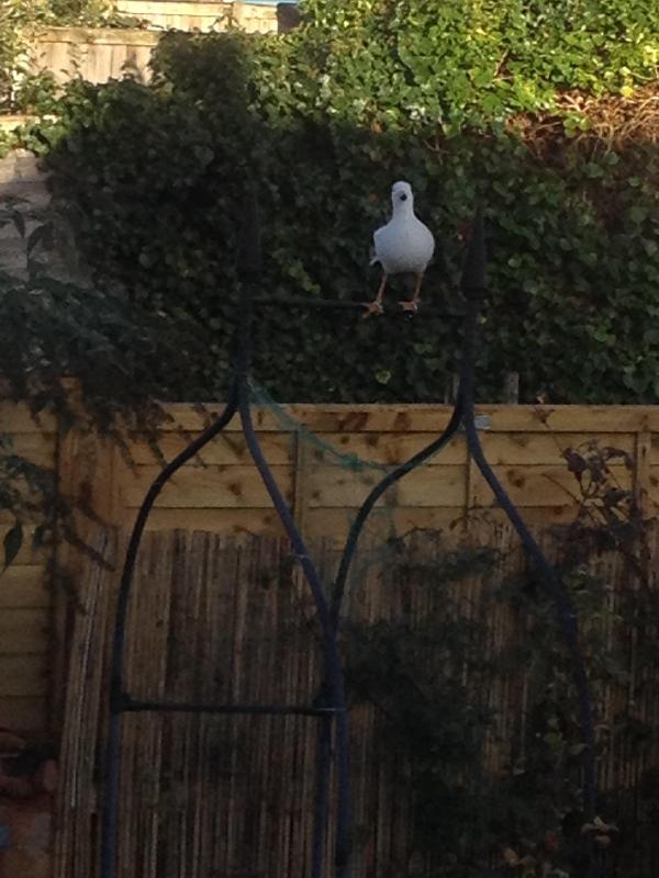 Seagull