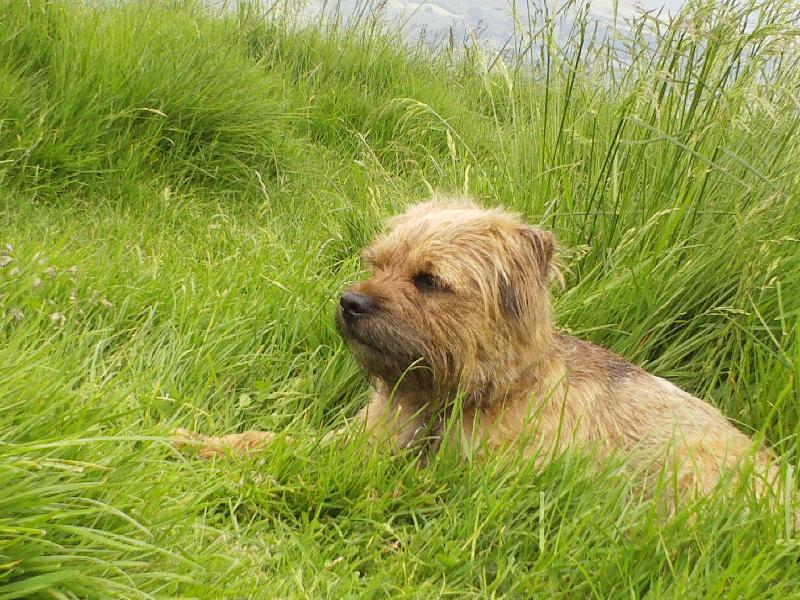 Jago (Pet)