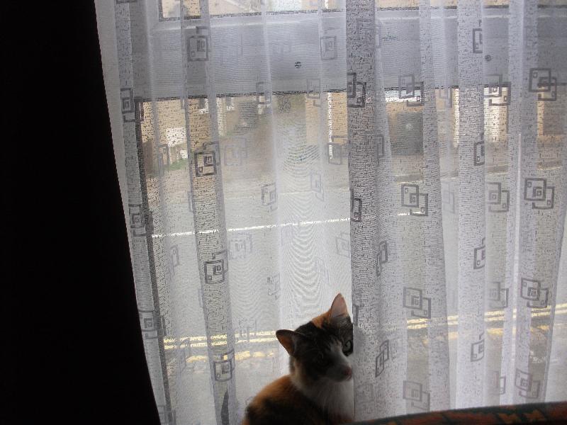Net Curtains which let light in but keeps your privacy