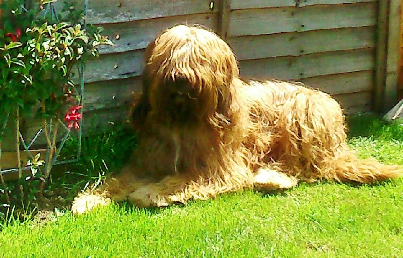 Used Happy Dogs for some years since we was in Ireland