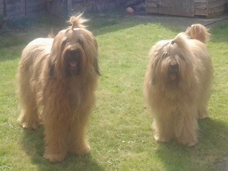Used Happy Dogs for some years since we was in Ireland