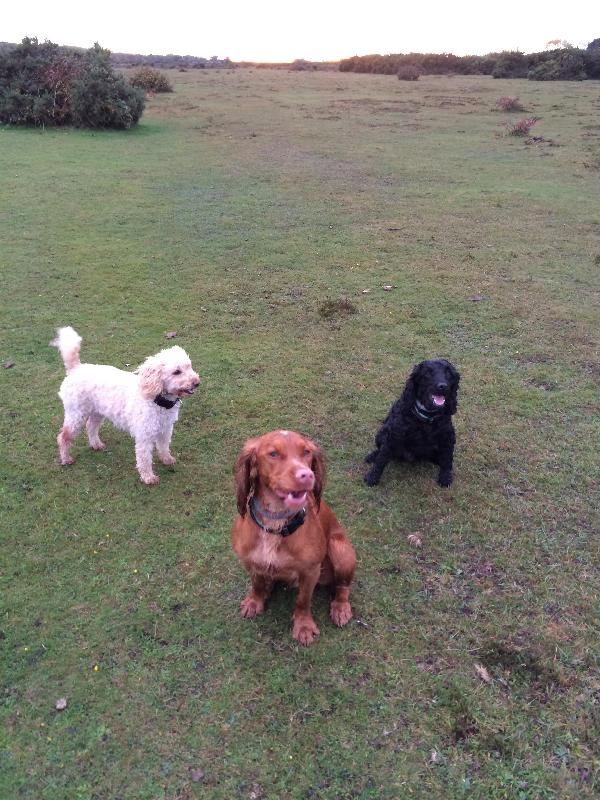 My happy dogs eat Happy Dog!