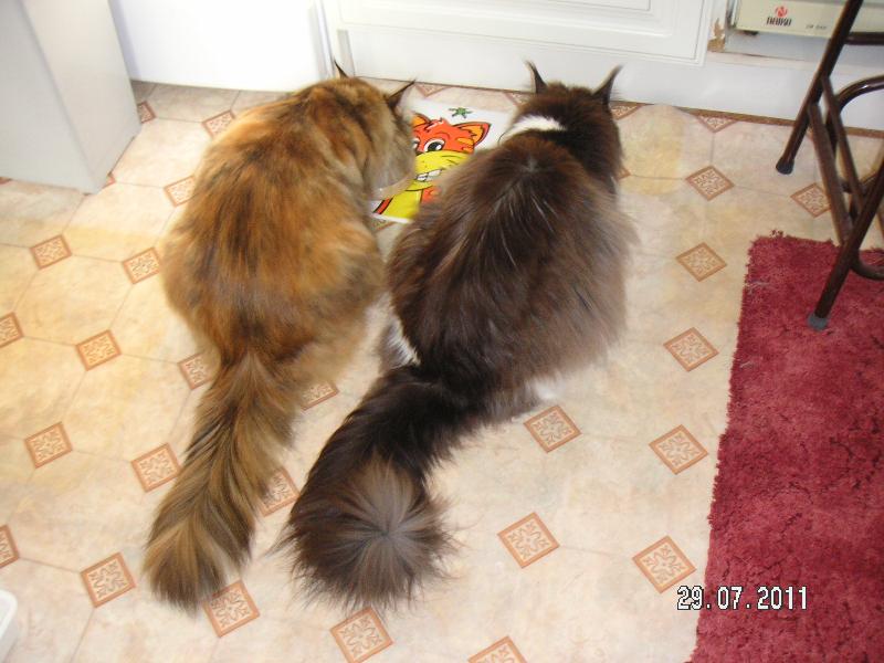 Very Happy Cats.