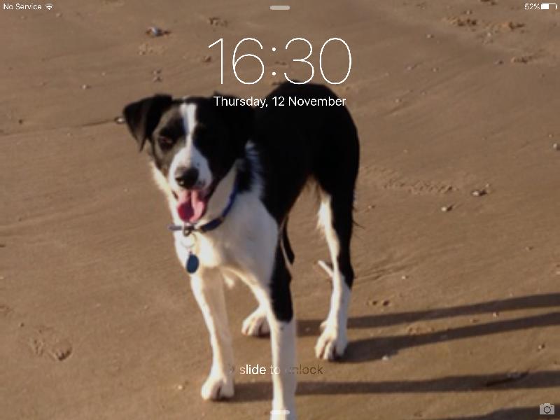 Pet insurance excellent