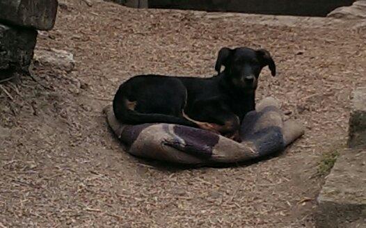 Top quality dog food that does the job.