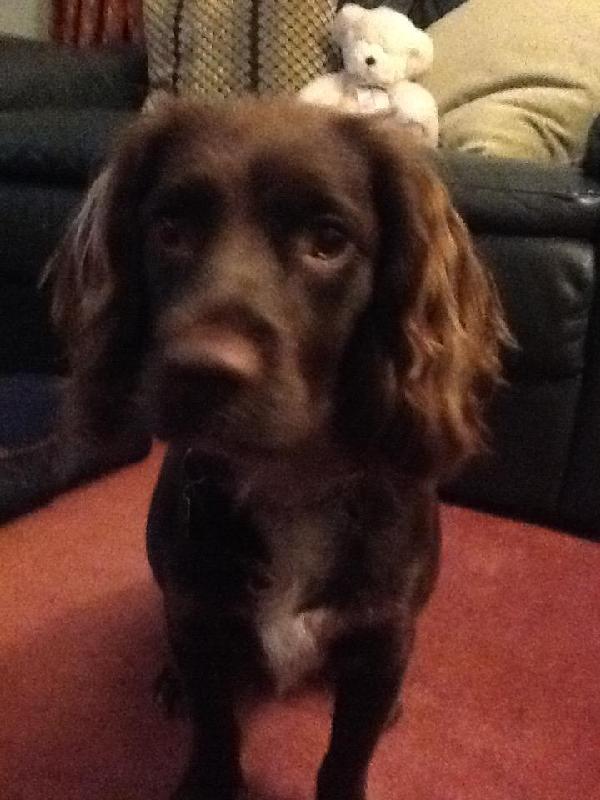 Tot the dog