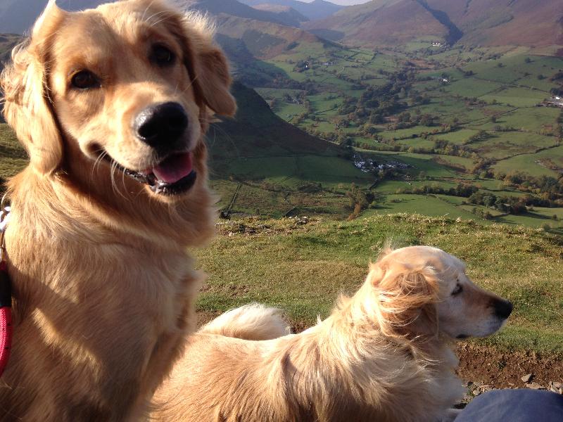 Beautiful walks with the dogs
