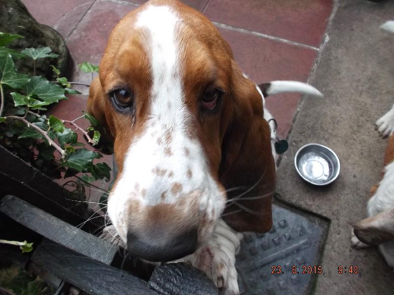 Why my Bassets going to "Crufts"