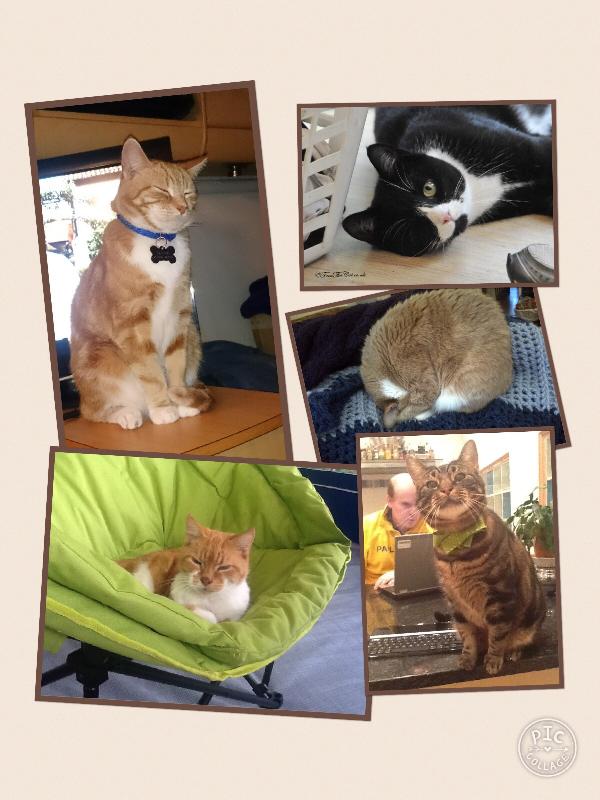 healthy cats