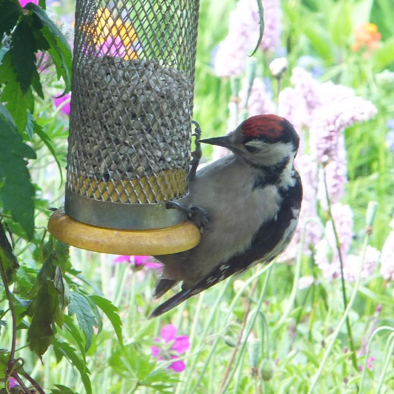 Bird food.