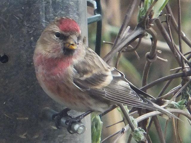 Bird food.