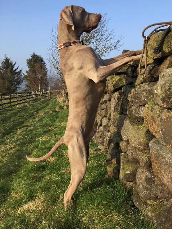 Happy Dog, Top Dog