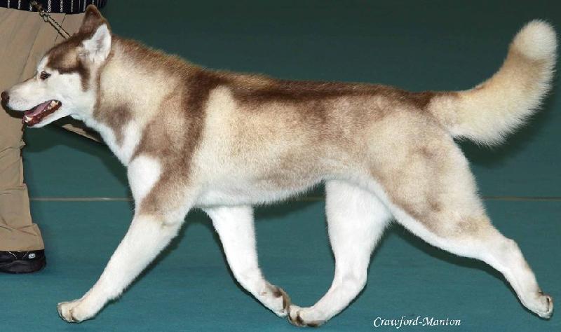 We have been using Happydog products for several years.Our siberian huskies are in top condition