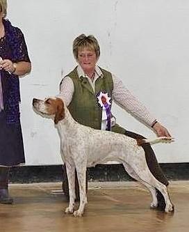 happy dog service.