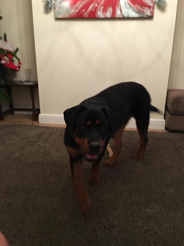 Extremely good service. No hassle in paying out for my 7 month old Rottweiler for an operation.