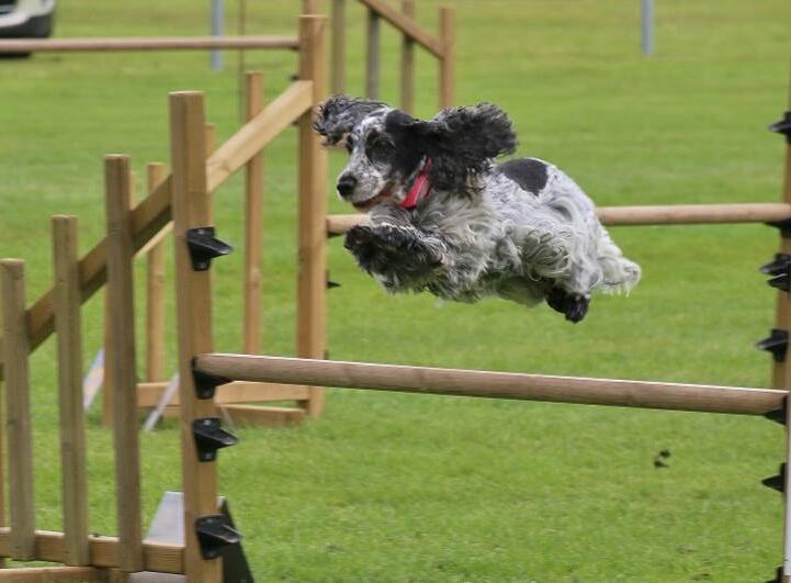 Helpucover Pet Insurance - Recent claim
