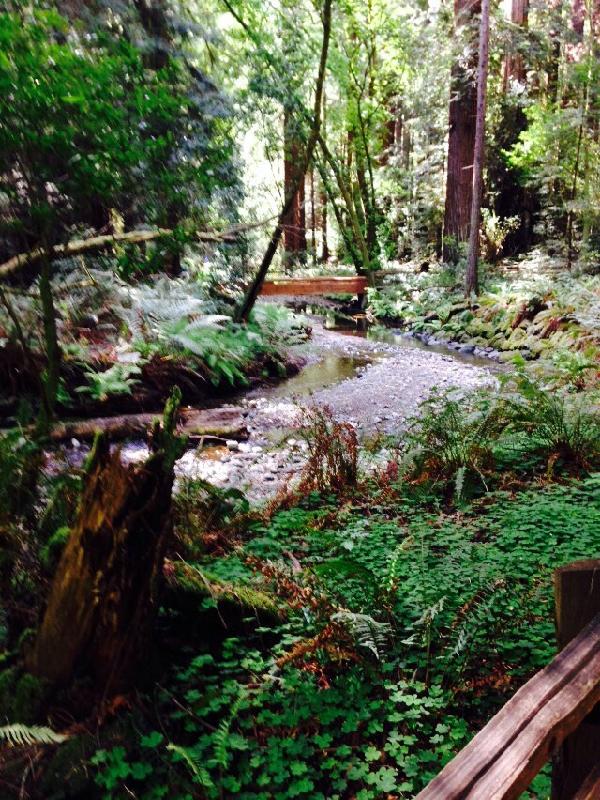 Muir Woods