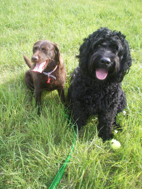 Helpucover a pets insurance to be trusted.