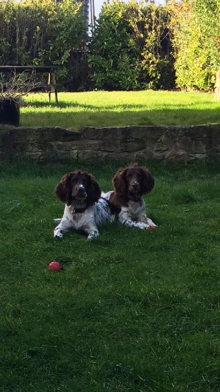 GreT all round food gives your dog all the nutrition yhey need