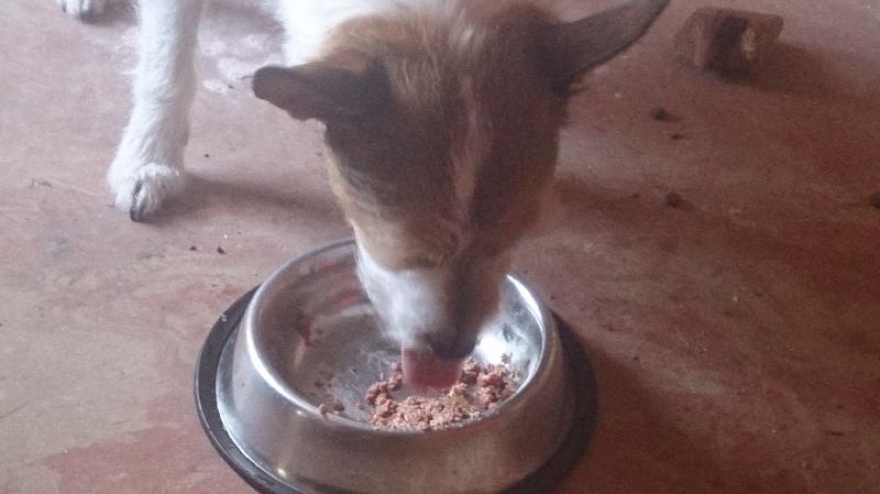 Brilliant dog food, brilliant people