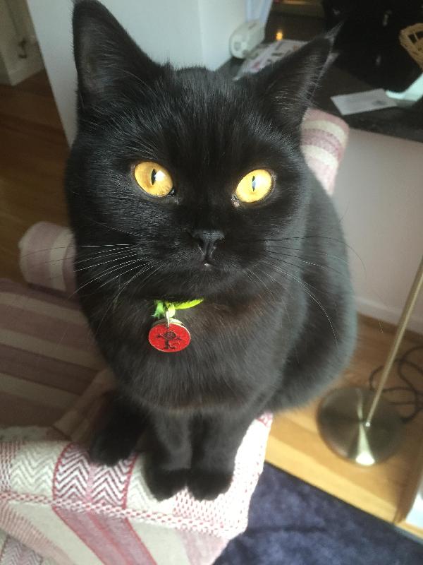 A live 'Happy Cat' who loves her food since birth,