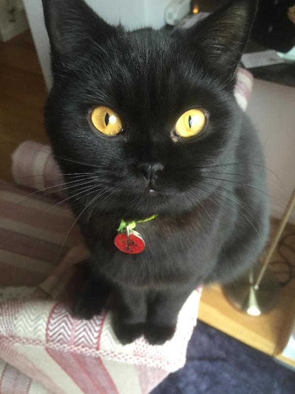 A live 'Happy Cat' who loves her food since birth,