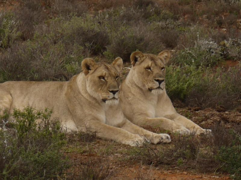 Wonderful South African adventure.