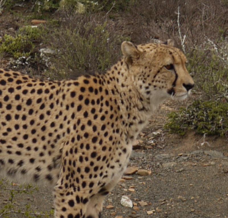 Wonderful South African adventure.