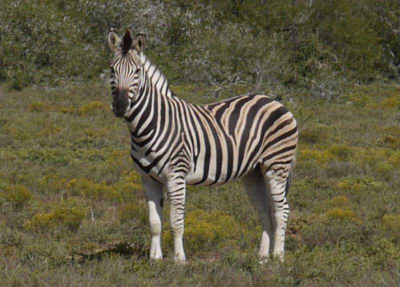 Wonderful South African adventure.
