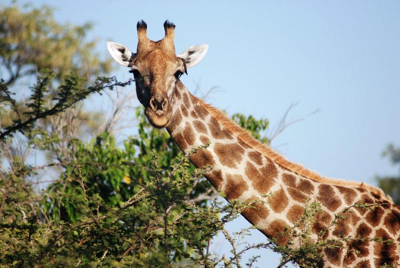 i would highly recommend Go2Africa to one and all.
