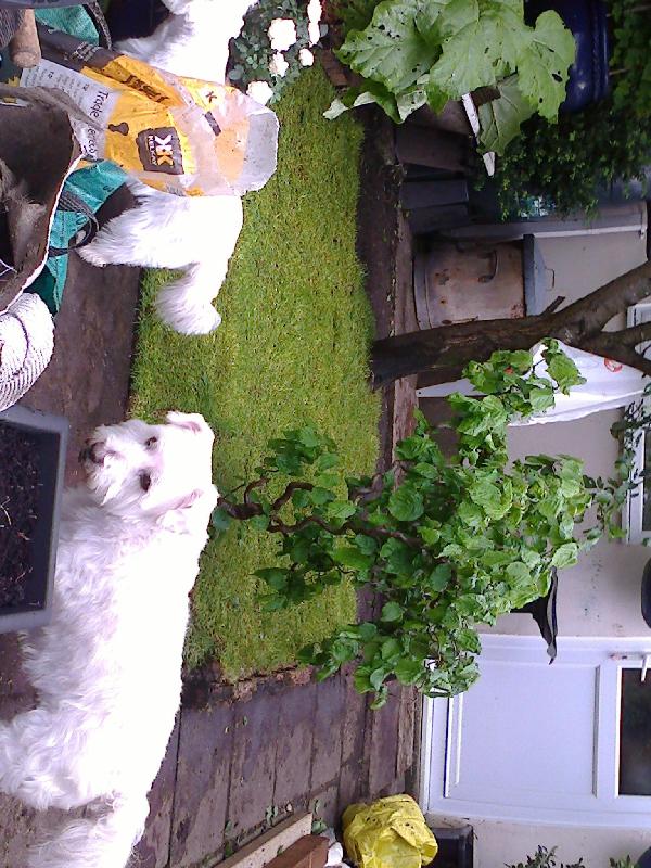 Happy Dog!