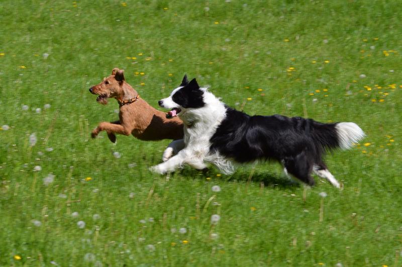 Happy dogs happy owner 😃