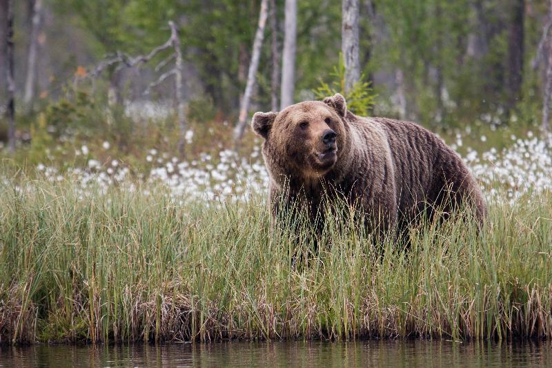 Great bear experience