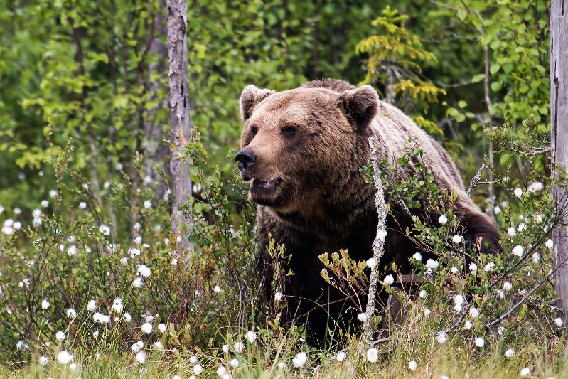 Great bear experience