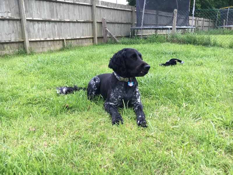 Happy owner - Happy Pooch