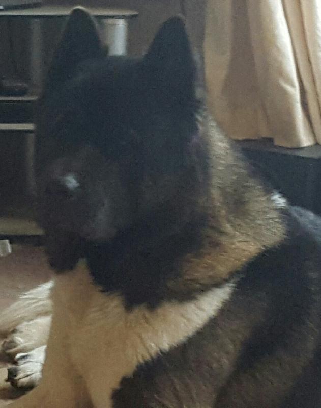 Would recommend Happydog, my dogs love it, give it a try.