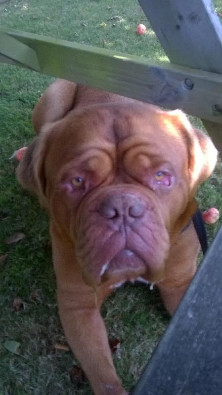 There for my dog when we neeed them