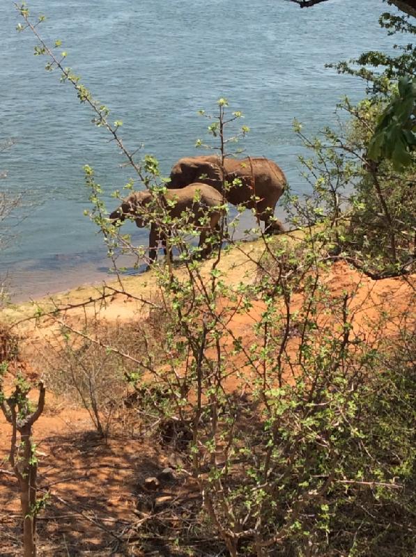 Thank You Zambezi Safaris!
