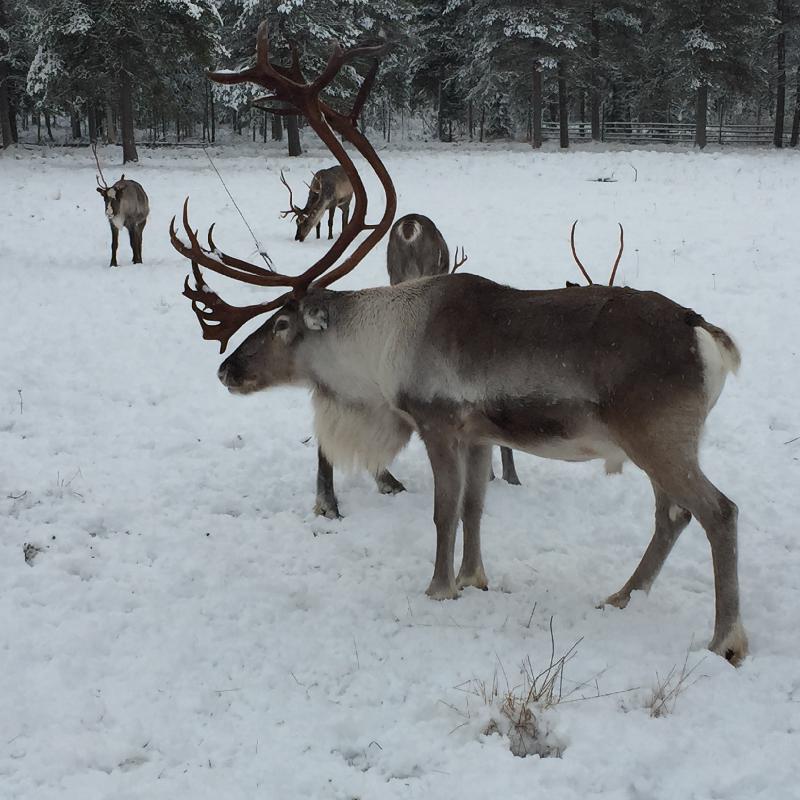 Awesome adventure in Finland with great company!