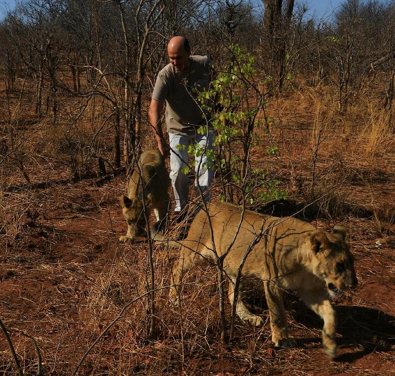 La marche avec des lions est quelque chose de magnifique. Nous marchons côt...