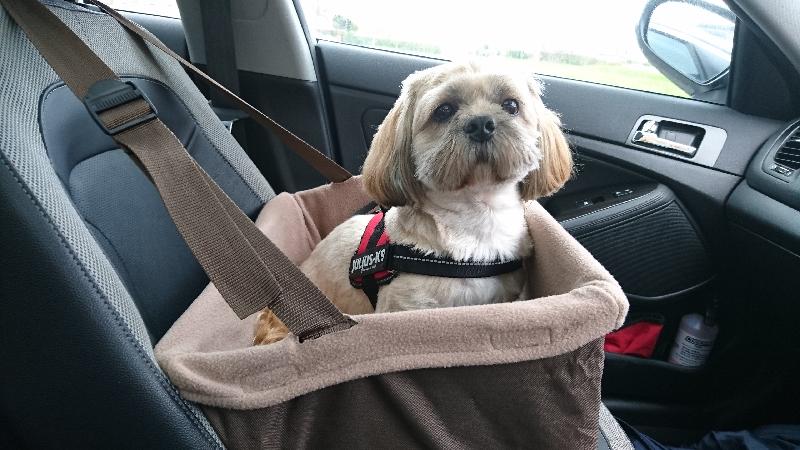 Thisc is my 2nd seat purchased from easy animal my dig loves his seat in ca