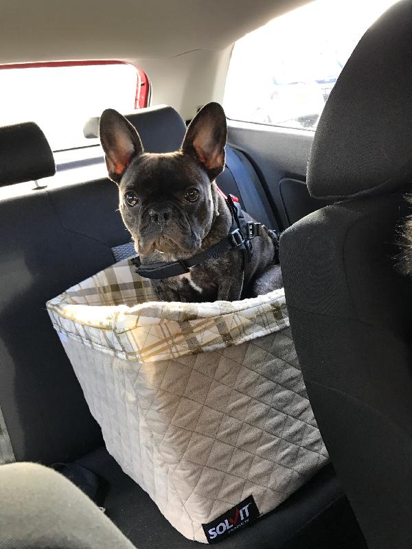 Really please with the booster seat. Our paralysed French bulldog loves it....