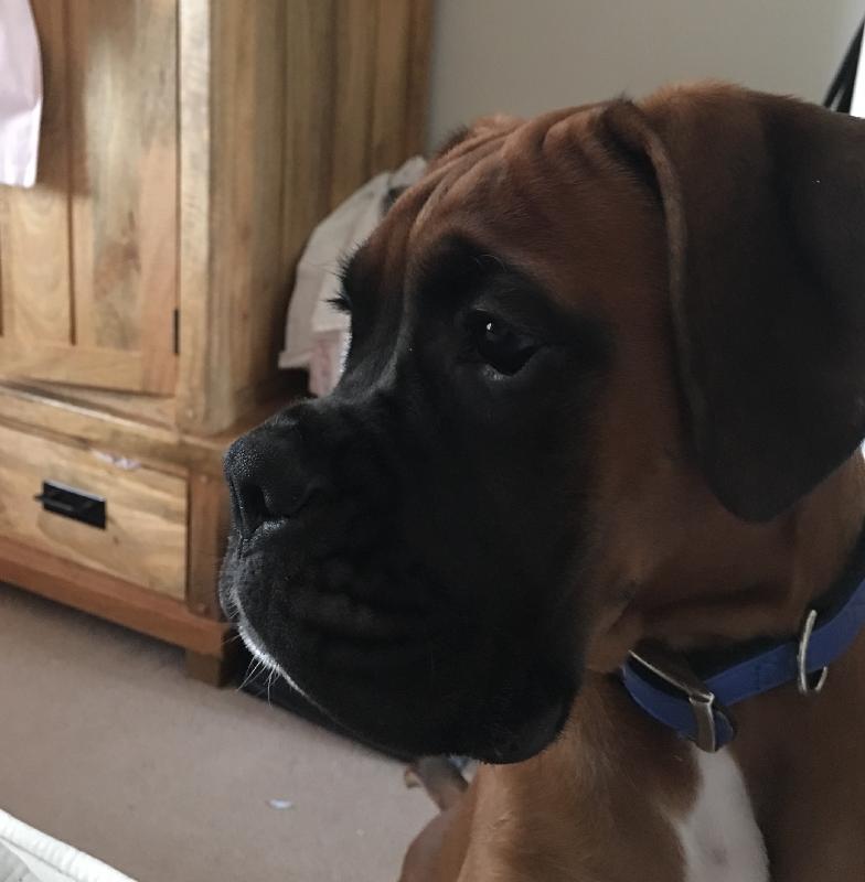 My 2 boxers have always had Arden grange , the pork & rice is a first they ...