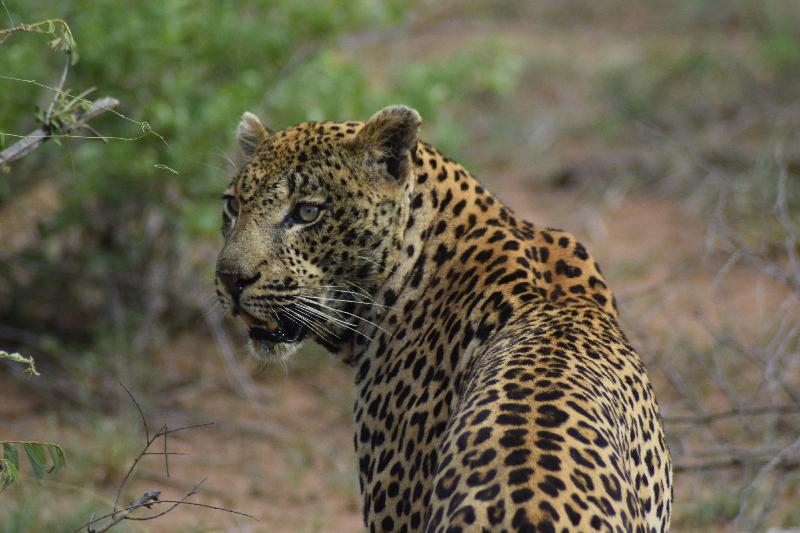 Mesmerising,South African Tour with Kruger,Swaziland and Zulus  Magnificent