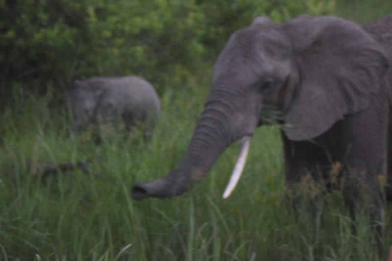 Mesmerising,South African Tour with Kruger,Swaziland and Zulus  Magnificent