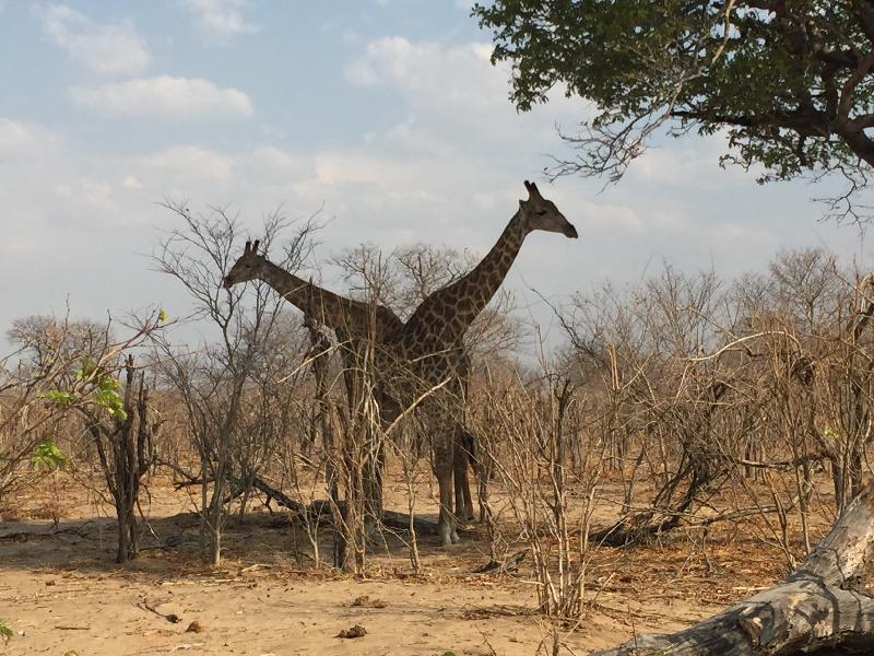 Zambezi Safari and Travel Company is the Best